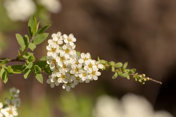 Spirea άνοιξη σε κοντινό πλάνο — Φωτογραφία Αρχείου