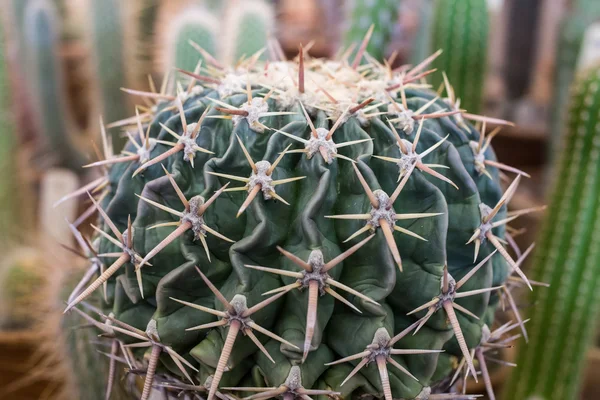 Cactus con espinas grandes —  Fotos de Stock