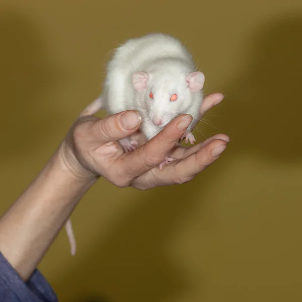 White domestic rat — Stock Photo, Image