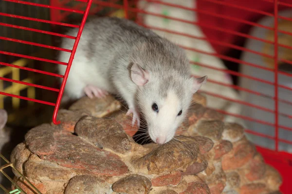 Nahaufnahme einer Hausratte — Stockfoto