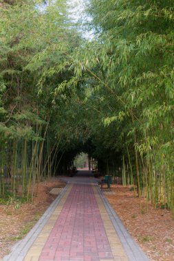 yol bambu gölgesinde