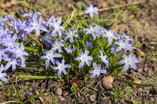 Chionodoxa 在春天 — 图库照片