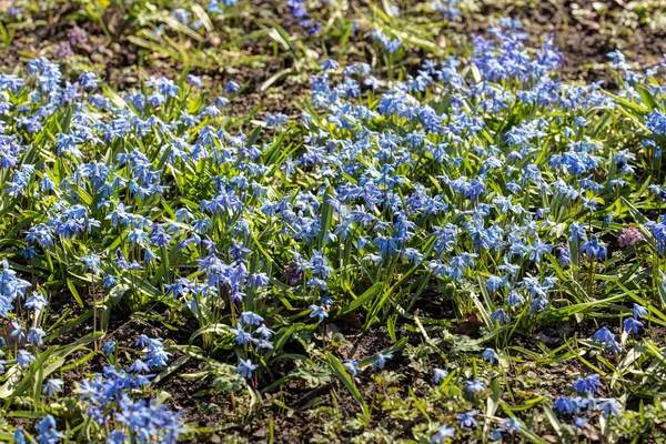 Kleine blaue Blumen — Stockfoto