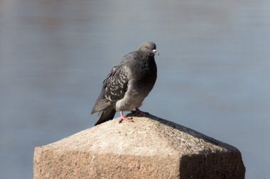 bir taş üzerinde güvercin