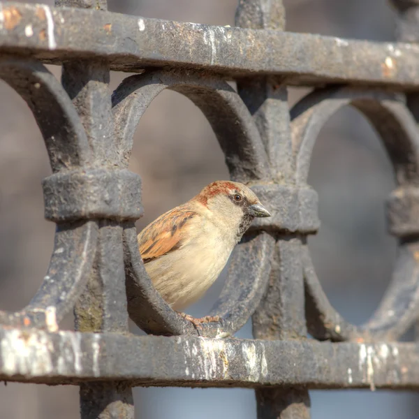 Sparrow — Stock Photo, Image