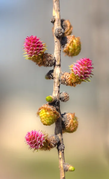 Rama de árbol de alerce —  Fotos de Stock