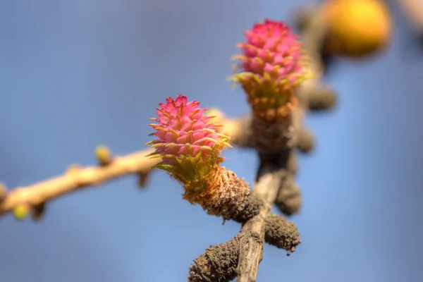 Blossoming larch — Stock Photo, Image