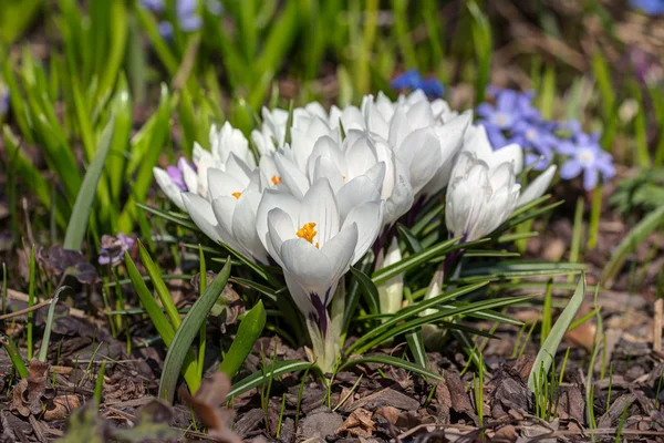 Crocus blancs — Photo