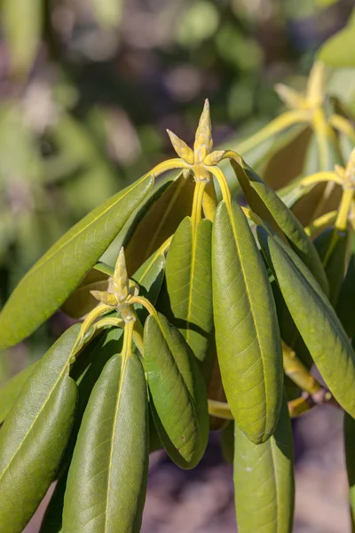 Gröna blad av rhododendron — Stockfoto