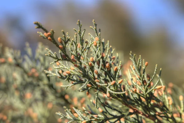 Juniper branches — Stock Photo, Image