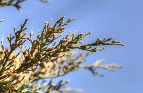 Juniper närbild — Stockfoto