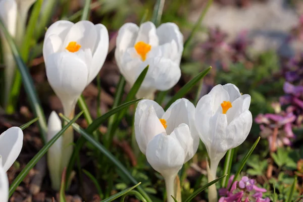 Crocus blancs gros plan — Photo