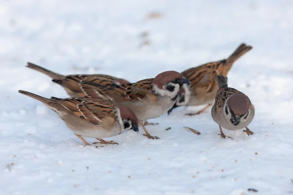 Flock of sparrows — Stock Photo, Image