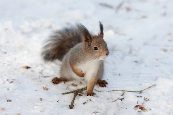 Curious squirrel — Stock Photo, Image