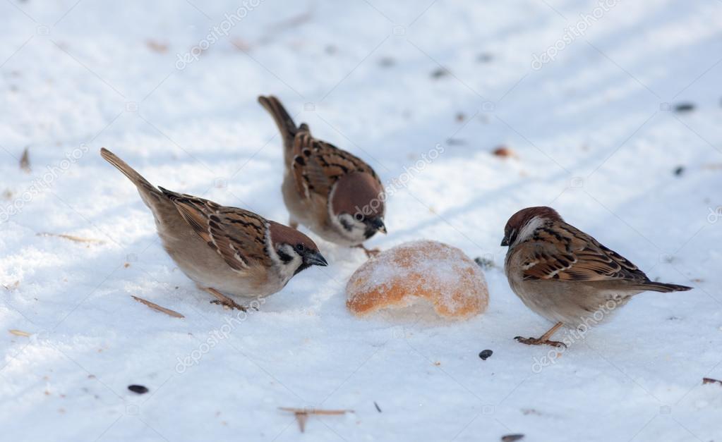 three sparrows