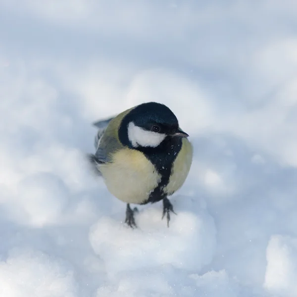 Tit in winter — Stock Photo, Image