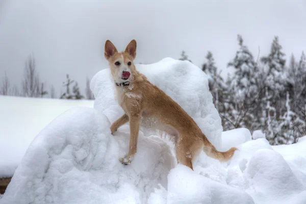 Porträtt av en hund — Stockfoto