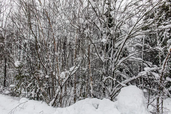 Forêt d'hiver — Photo