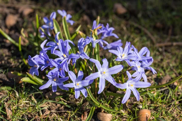 春の青い花 — ストック写真