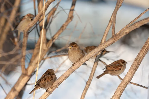 Flock of sparrows — Stock Photo, Image