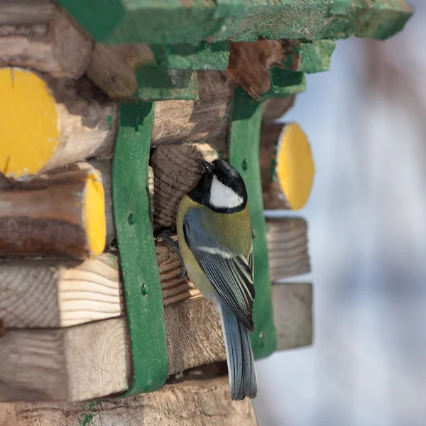 Tit on the wooden house — Stock Photo, Image