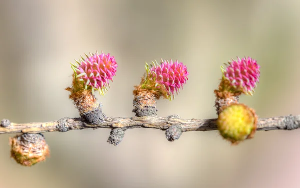 Alerce en primavera — Foto de Stock