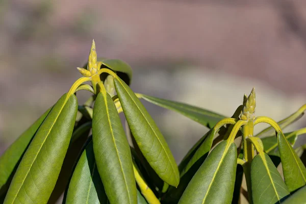 Rhododendron im Frühling Nahaufnahme — Stockfoto