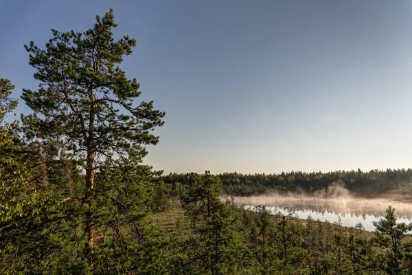 Forêt d'été — Photo