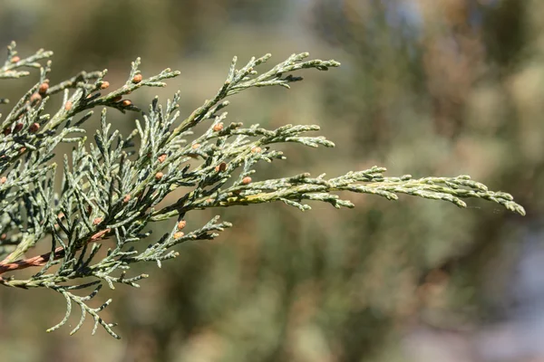 Juniperus sargentii — Foto Stock