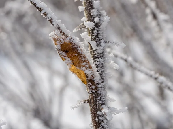 Winter branch — Stockfoto