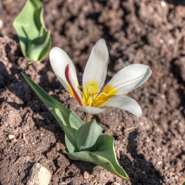 Tulipano bianco da vicino — Foto Stock