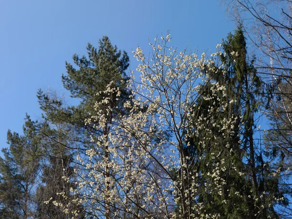 Forêt de printemps — Photo
