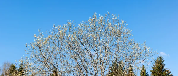 Crown blooming willow — Stock Photo, Image
