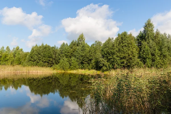 Piccolo lago di legno — Foto Stock