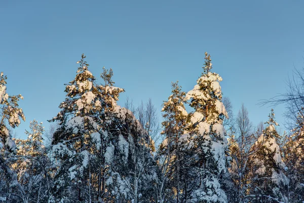 As árvores cobertas de neve — Fotografia de Stock