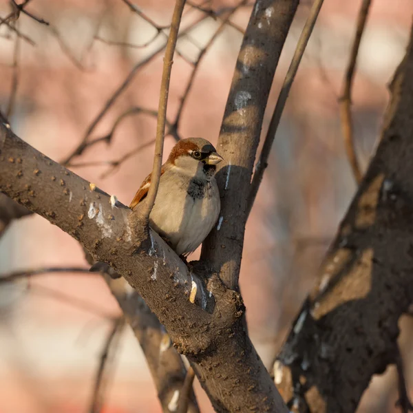 Sparrow op een boomtak — Stockfoto