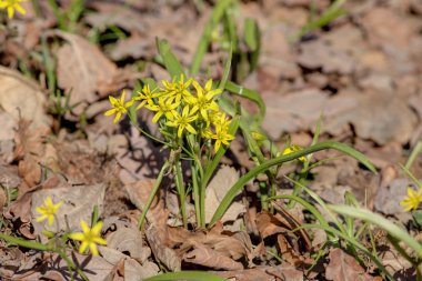 gagea lutea portre