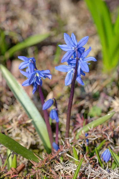 Fiori blu primaverili primo piano — Foto Stock