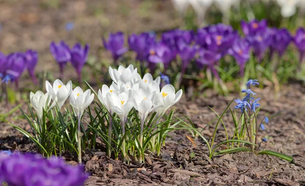 Crocus blancs et violets — Photo