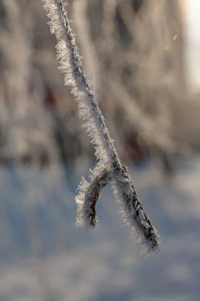 Frost auf dem Ast — Stockfoto