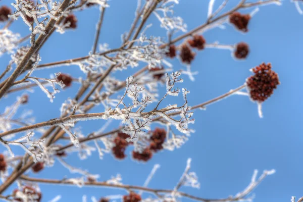 Inverno rowan — Fotografia de Stock