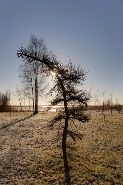 Copac singuratic — Fotografie, imagine de stoc