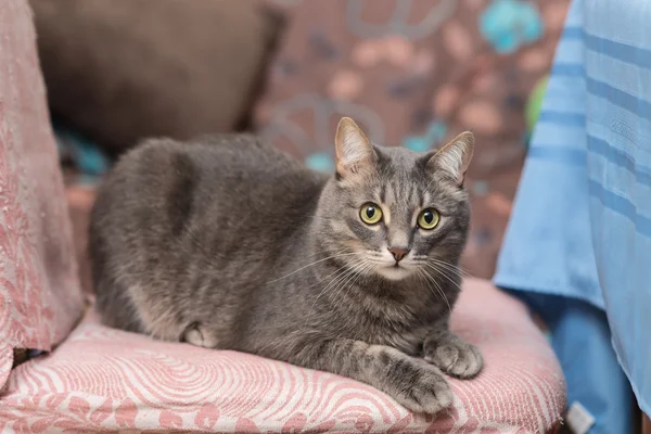 Gato acostado en una silla — Foto de Stock