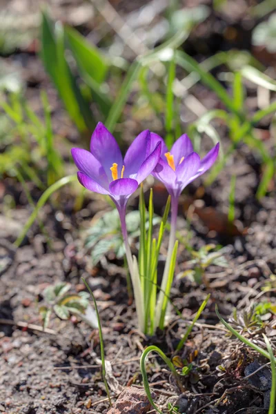 Fialový krokusy — Stock fotografie