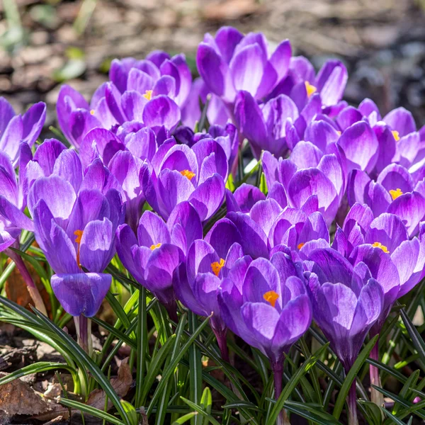 Crocus violets en gros plan — Photo