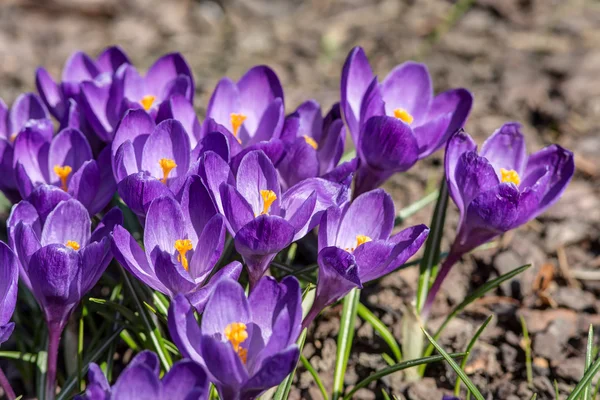 紫の春 — ストック写真