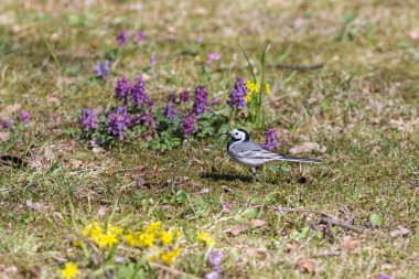 Bir bahar çayır üzerinde kuyruksallayan