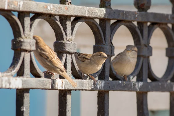 Three sparrow on iron fence — Stock Photo, Image