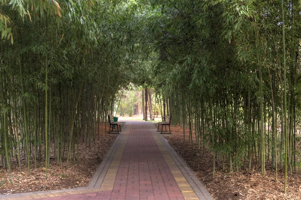 Bambusz grove — Stock Fotó