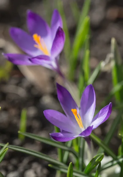 早春に紫のクロッカス — ストック写真